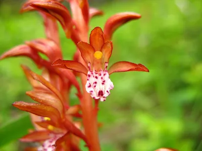 Known for their brilliant colors and captivating scents, orchids are a favorite household plant. But many types of orchids are endangered due to constant threats from invasive species and habitat loss driven by climate change.

Since few resources are available to protect these endangered species, one West Virginia University biology student is developing new ways to sustain them. 
