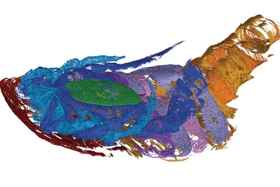 Scientists have long debated the respiratory workings of sea scorpions, but a new discovery by a West Virginia University geologist concludes that these largely aquatic extinct arthropods breathed air on land. 

James Lamsdell dug into the curious case of a 340 million-year-old sea scorpion, or eurypterid, originally from France that had been preserved at a Glasgow, Scotland museum for the last 30 years. 

An assistant professor of geology in the Eberly College of Arts and Sciences, Lamsdell had read about the “strange specimen” 25 years ago while conducting his doctoral studies. Existing research suggested it would occasionally go on land.