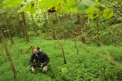 To the casual observer, Japanese stiltgrass appears as a harmless, leafy green plant that blends into the majestic scenery of your weekend hike through the woods. 

Plant biologists like Craig Barrett know better. 