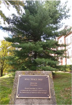 Peace Tree sign in front of tree