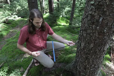 New research from West Virginia University biologists shows that trees around the world are consuming more carbon dioxide than previously reported, making forests even more important in regulating the Earth’s atmosphere and forever shift how we think about climate change. 

In a study published in the Proceedings of the National Academy of Sciences, Professor Richard Thomas and alumnus Justin Mathias (BS Biology, ’13 and Ph.D. Biology, ’20) synthesized published tree ring studies. They found that increases in carbon dioxide in the atmosphere over the past century have caused an uptick in trees’ water-use efficiency, the ratio of carbon dioxide taken up by photosynthesis to the water lost by transpiration – the act of trees “breathing out” water vapor. 