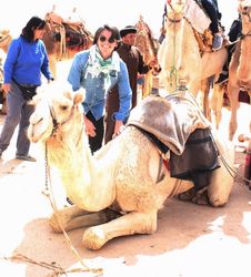 Adam Craig with camel